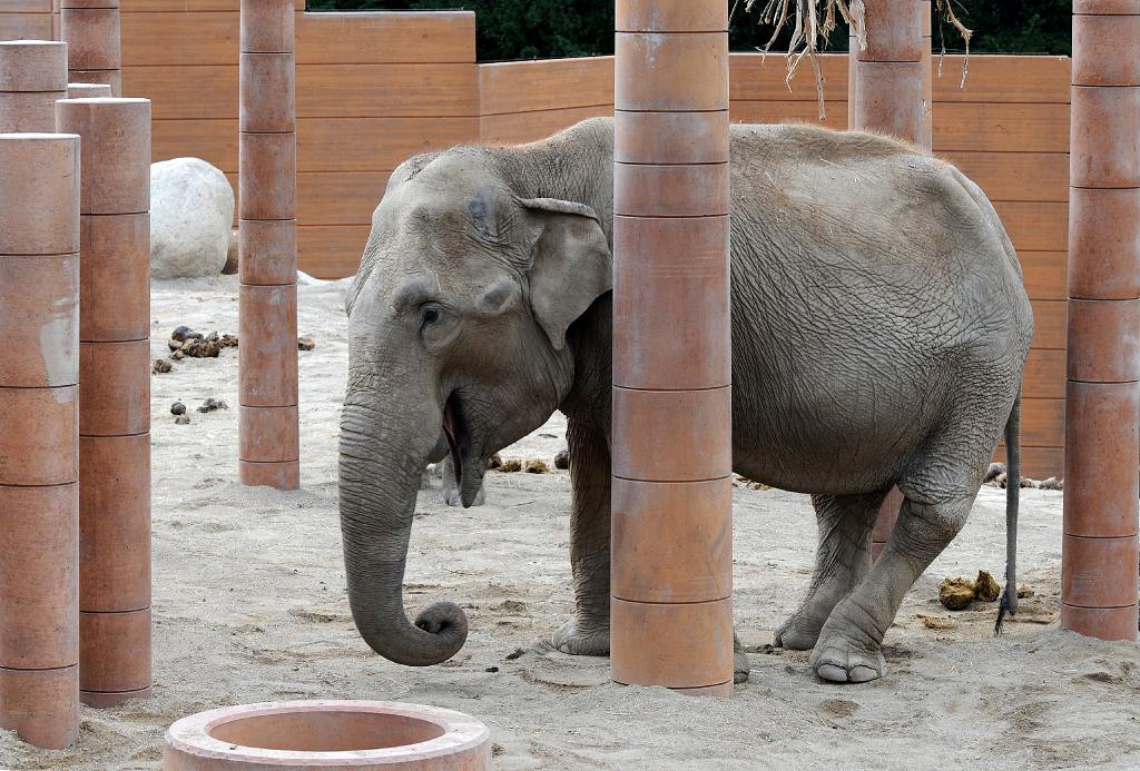 Sommerferie_08_5.jpg - Det nye elefanthus, København Zoo