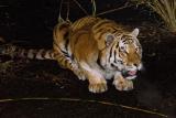 Zoo_Tiger_3